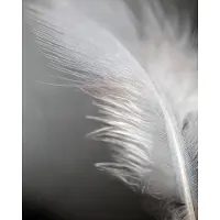 Kärkkäinen Soft Feather 40x50cm juliste