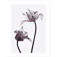Kärkkäinen Tulip 2 30x40cm juliste