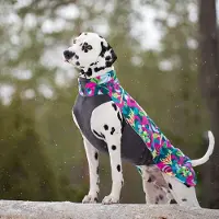 Pomppa JumppaPomppa, Trail