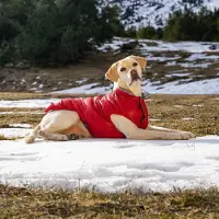 Fuzzyard koiran takki Hakuba, punainen