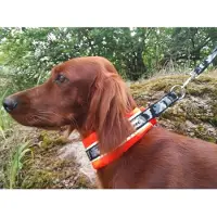 Kardog Puolikiristävä leveä panta Hilma, oranssi