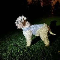 Icepeak Pet Heijastinliivi koiralle Brightly