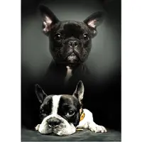 Procos Dog Huopa 100*140 cm