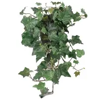Mr Plant , Muratti Vihreä