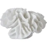 Mette Ditmer Coral gills