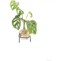 Winkee - Hydro Vase Flora