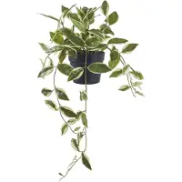 House Nordic Hoya Artificial Plant, Green, H:33 Cm - Green - 25.5X25.5XH33CM