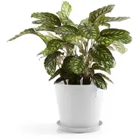 Ecopot's Amsterdam ruukku