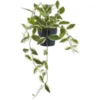 House Nordic Hoya Artificial Plant, Green, H:33 Cm - Green - 25.5X25.5XH33CM