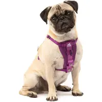 Kurgo Tru-Fit koiran valjas