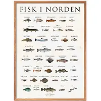 Poster & Frame Fisk I Norden, Sten - Multi/patterned - 50X70CM