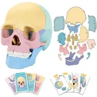 Tlily Anatomy Skull Model, Human Anatomy Skull Puzzle, Detachable Human Skull Model, Clinic Teaching