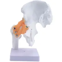 Tlily Life Size Anatomical Hip Joint Model Human Skeleton Anatomy Exercise Bone Orthopedic Pain Teaching Resources