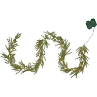 Star Trading Thuja köynnös