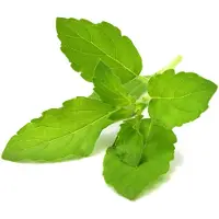Click & Grow Smart Garden Basilikan täyttökapselit, 3 kappaleen pakkaus